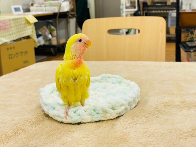 コザクラインコ（小桜インコ）