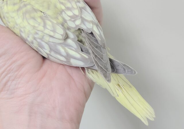 オカメインコ