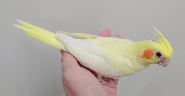 オカメインコ