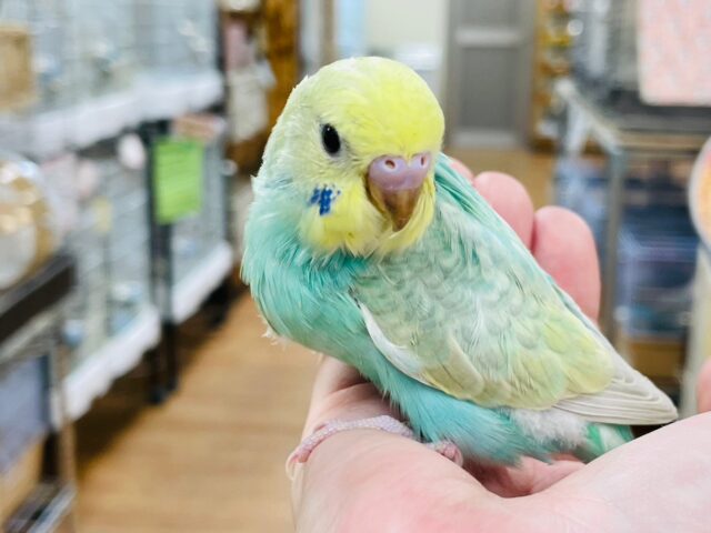 セキセイインコ