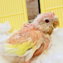 まさかのカラーの入舎です♪♪　アキクサインコ