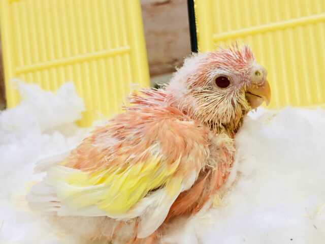 まさかのカラーの入舎です♪♪　アキクサインコ