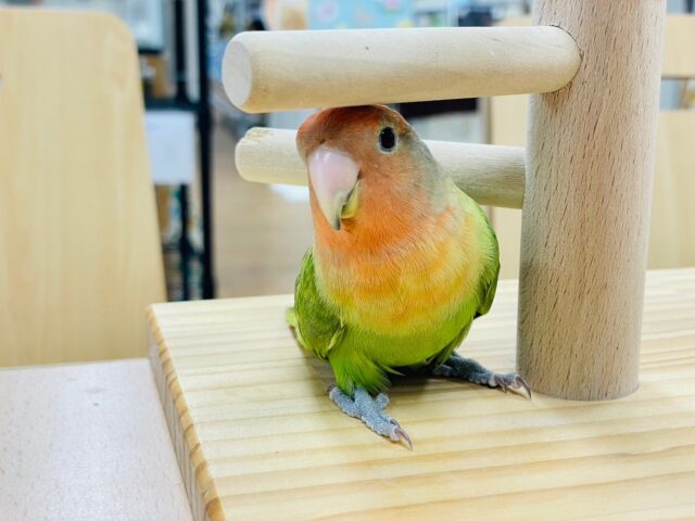 コザクラインコ（小桜インコ）