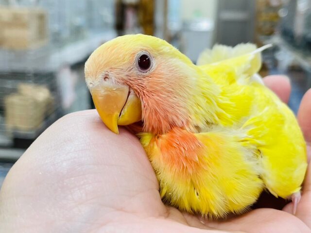 コザクラインコ（小桜インコ）