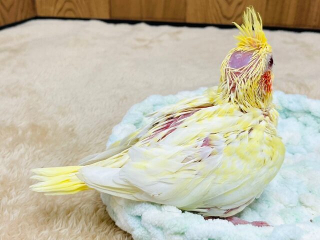 オカメインコ