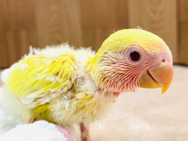 コザクラインコ（小桜インコ）