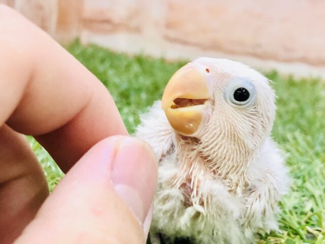 シロボタンインコ