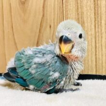 わた毛の中にチラ見えする綺麗なブルー🩵コザクラインコ（ブルーチェリー）ヒナ