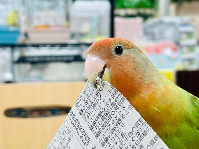 コザクラインコ（小桜インコ）