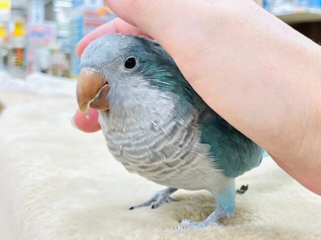 オキナインコ