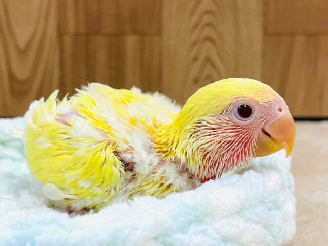 コザクラインコ（小桜インコ）