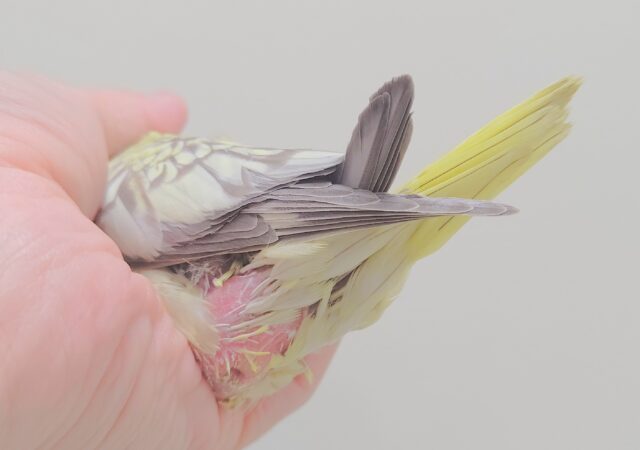 オカメインコ