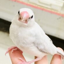 【最新画像更新☆☆】白銀のいかしたカラーのあいつがやってきた♪♪　シルバー文鳥