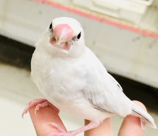 【最新画像更新☆☆】白銀のいかしたカラーのあいつがやってきた♪♪　シルバー文鳥