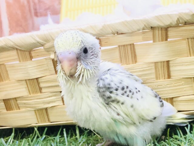 セキセイインコ