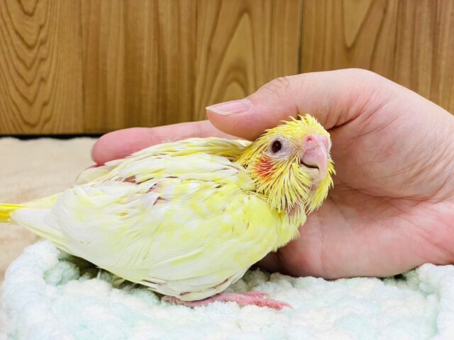 オカメインコ