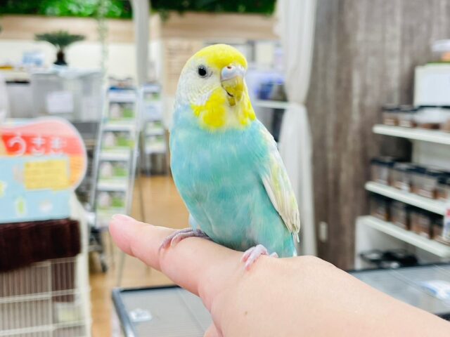 セキセイインコ