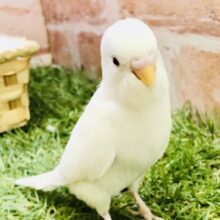 人気の雪ちゃんだよ♪♪　セキセイインコ