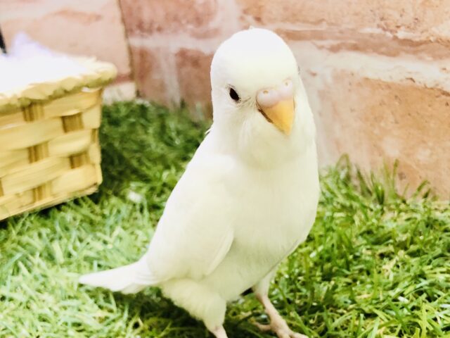 人気の雪ちゃんだよ♪♪　セキセイインコ