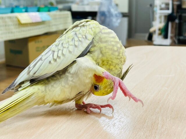 オカメインコ