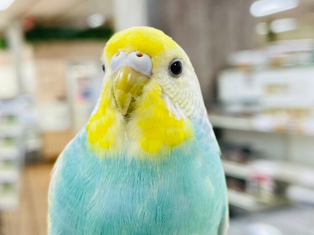 セキセイインコ