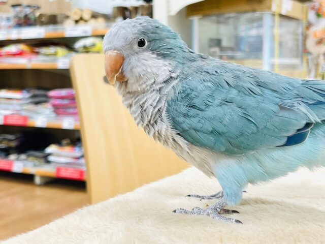 オキナインコ