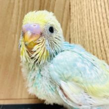 色合いがたまりません♡セキセイインコ（パステルレインボースパングル）ヒナ
