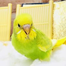 クリームソーダカラー！！　セキセイインコ