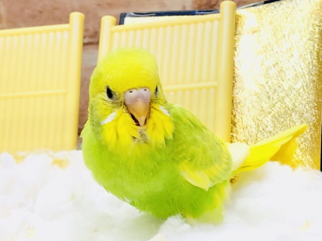 クリームソーダカラー！！　セキセイインコ