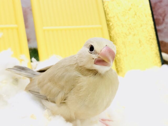 大人気の・・・ミニ恐竜♪♪　シナモン文鳥