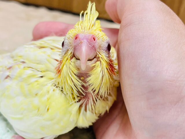 オカメインコ