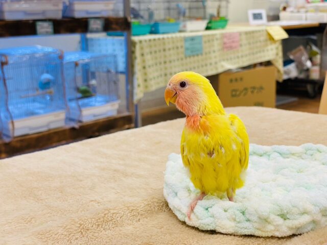 コザクラインコ（小桜インコ）