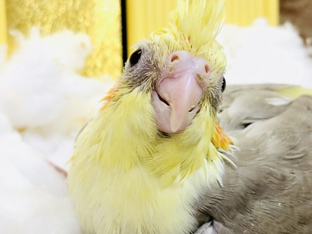 オカメインコ