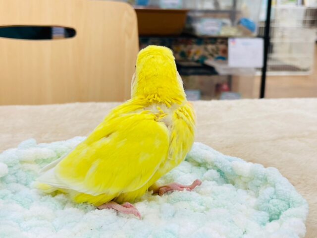 コザクラインコ（小桜インコ）