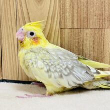 魅力がたくさん詰まってます♡オカメインコ（シナモンパールパイド）ヒナ