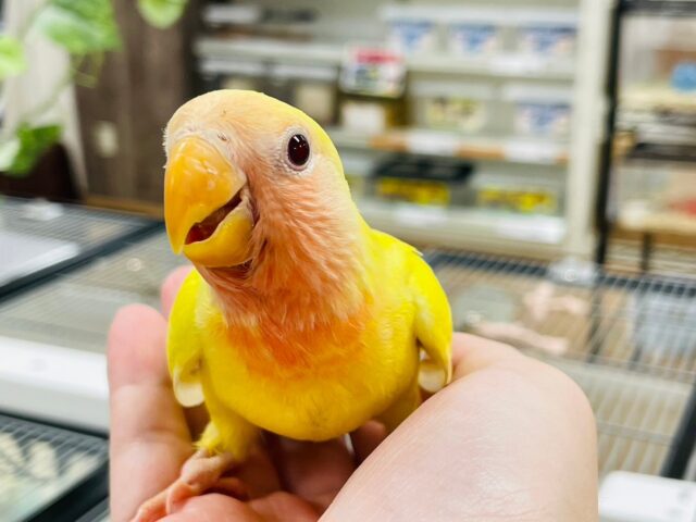 コザクラインコ（小桜インコ）