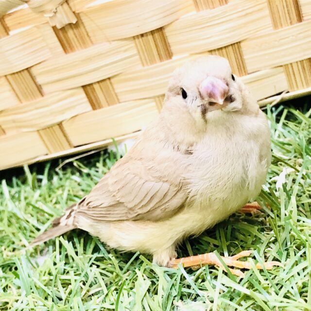 錦花鳥（キンカチョウ）