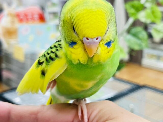 セキセイインコ