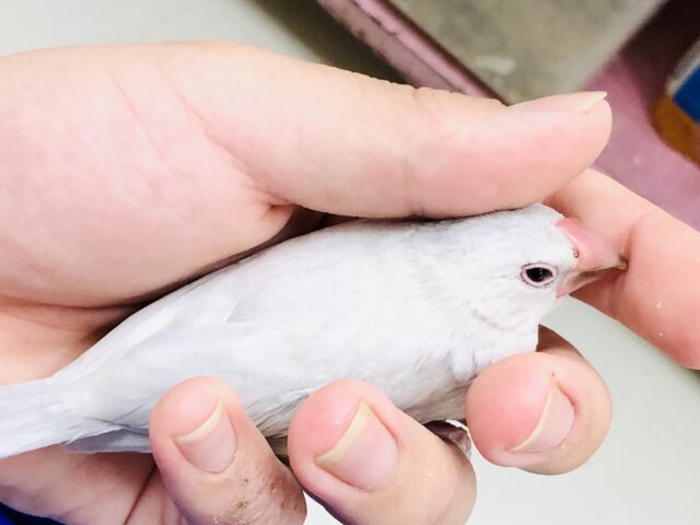 シルバー文鳥