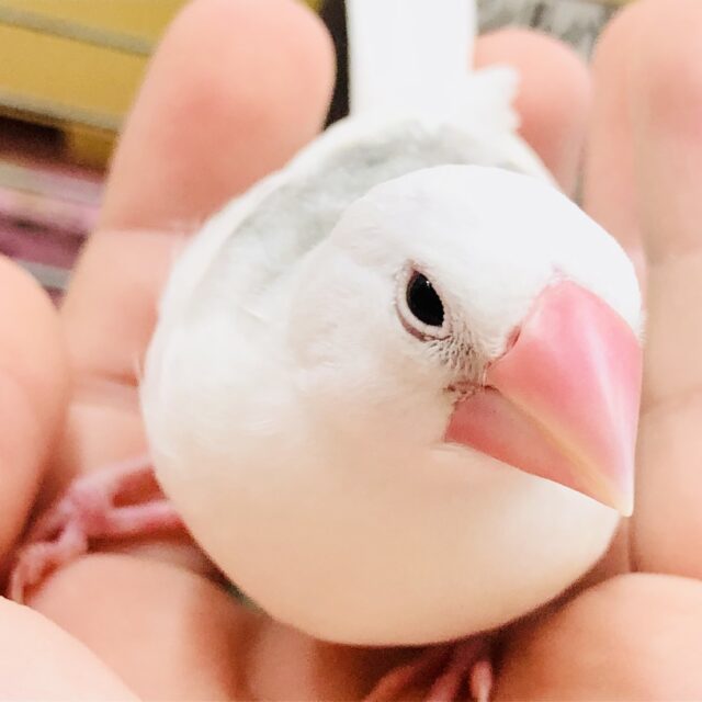 白文鳥