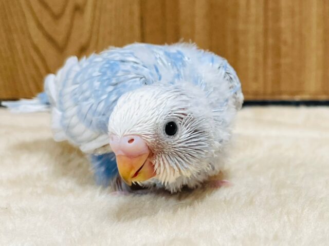 手のひらで眠っちゃう♡セキセイインコ（スパングル）ヒナ