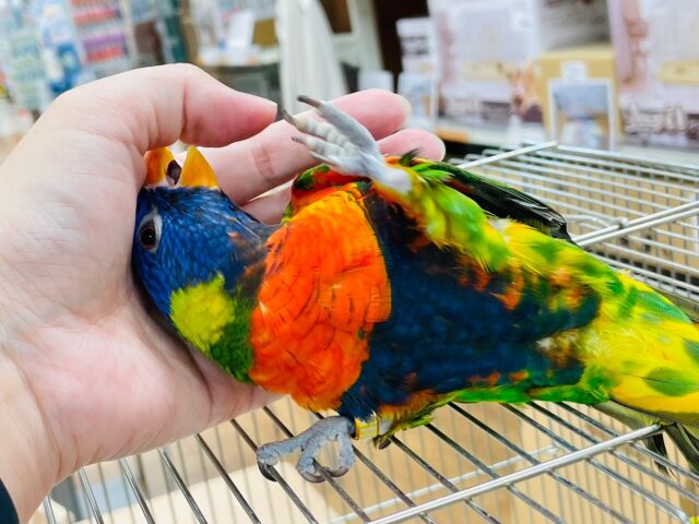 ゴシキセイガイインコ