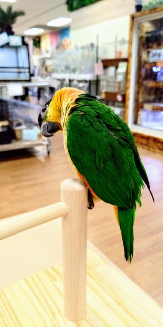 ズグロシロハラインコ