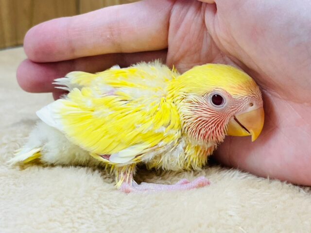 コザクラインコ（小桜インコ）