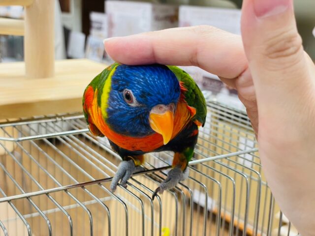 ゴシキセイガイインコ