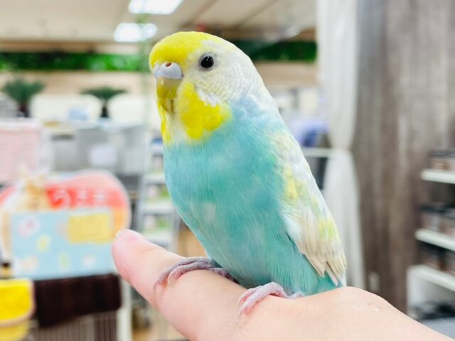 セキセイインコ