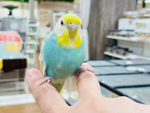 セキセイインコ