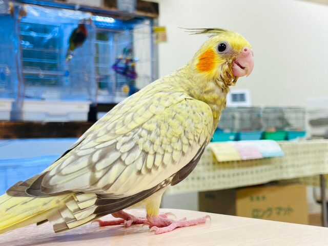 オカメインコ