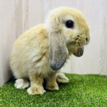 ロップイヤーラビット(オレンジ)が入舎しました〜♪