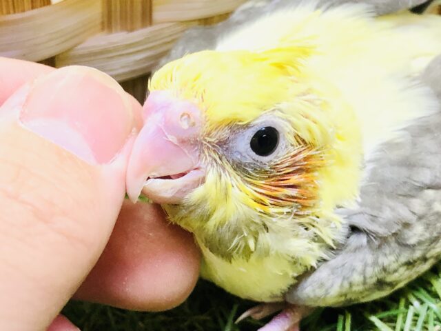 オカメインコ